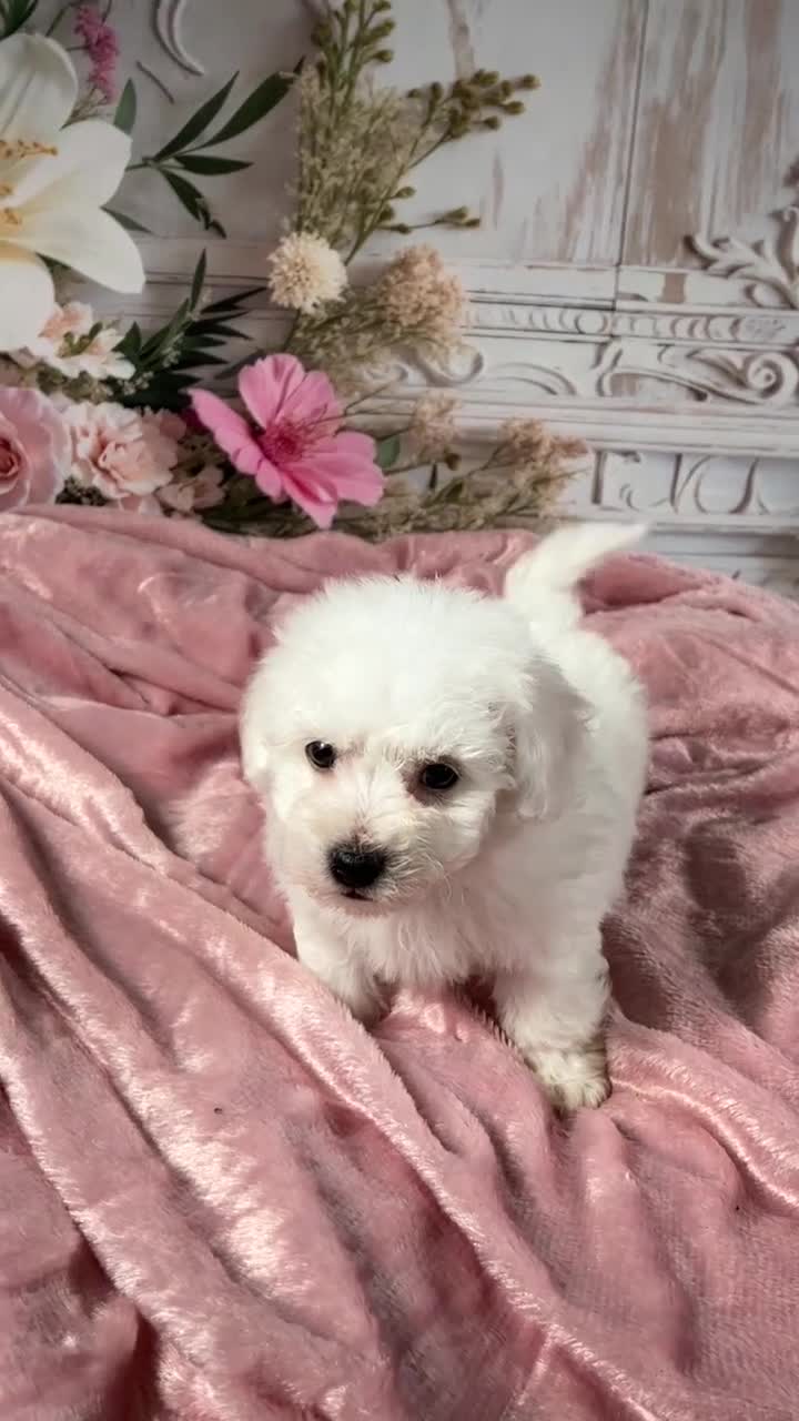 Bichon Frise dogs for sale: AKC-Romeo - Video 1