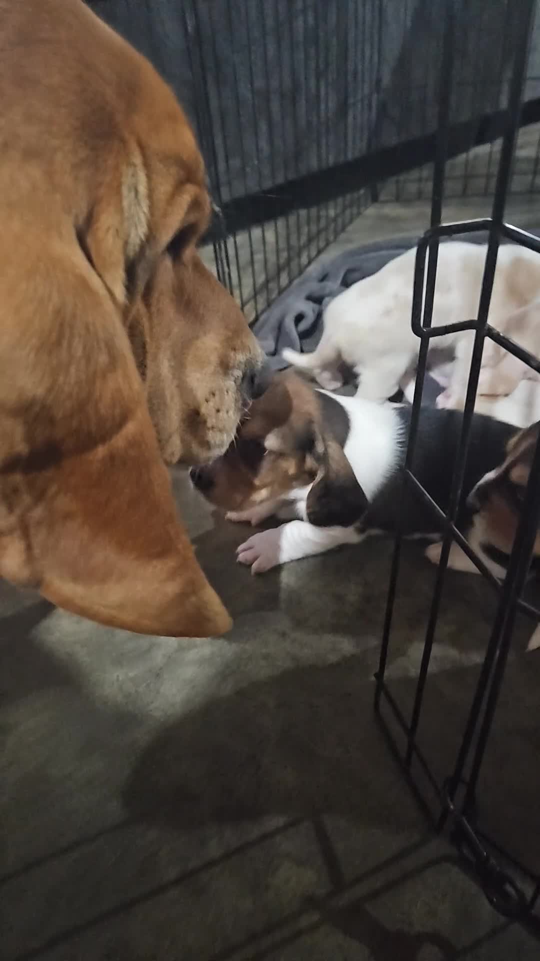 Basset Hound dogs for sale: Clover - Video 2
