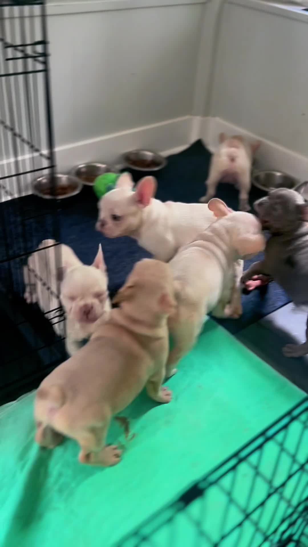 French Bulldog dogs for sale: French Bulldog 2 - Video 1