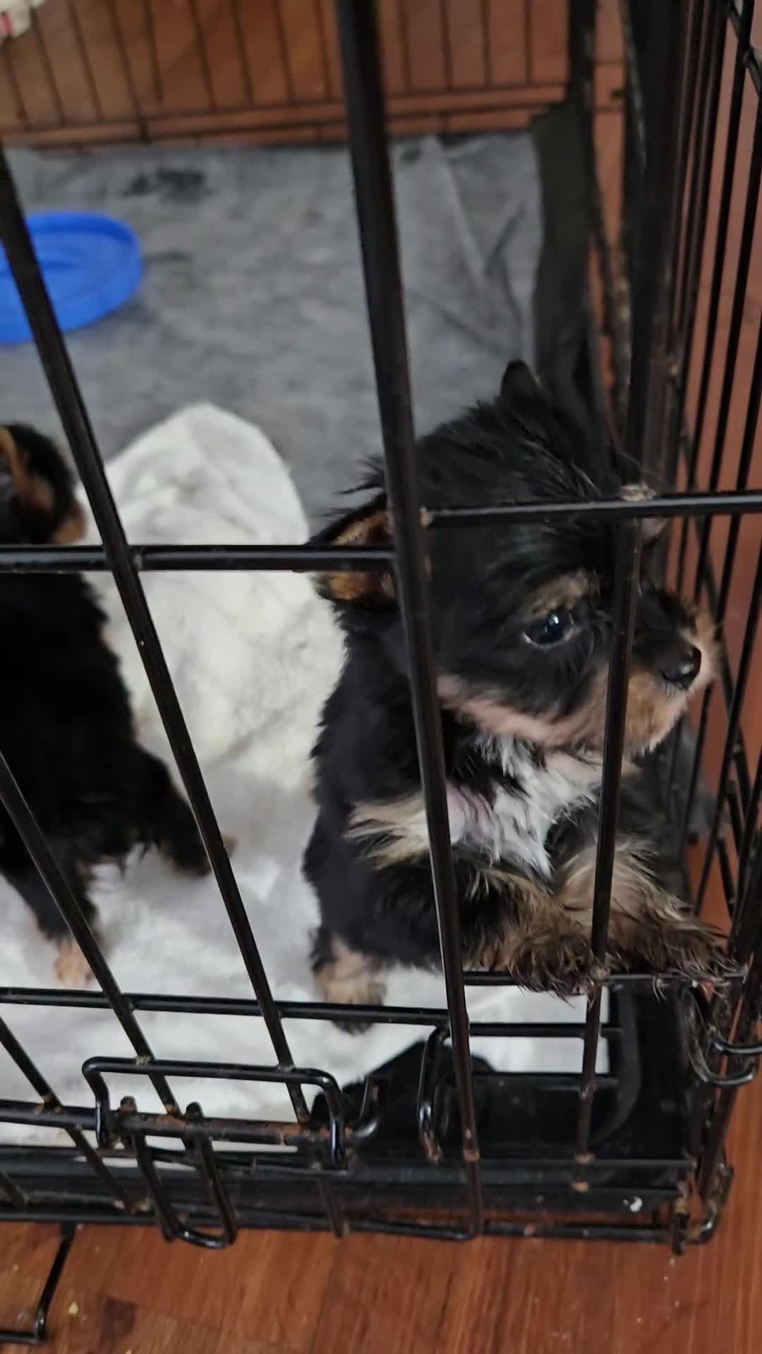 Yorkshire Terrier dogs for sale: Yorkshire Terrier 3 - Video 1