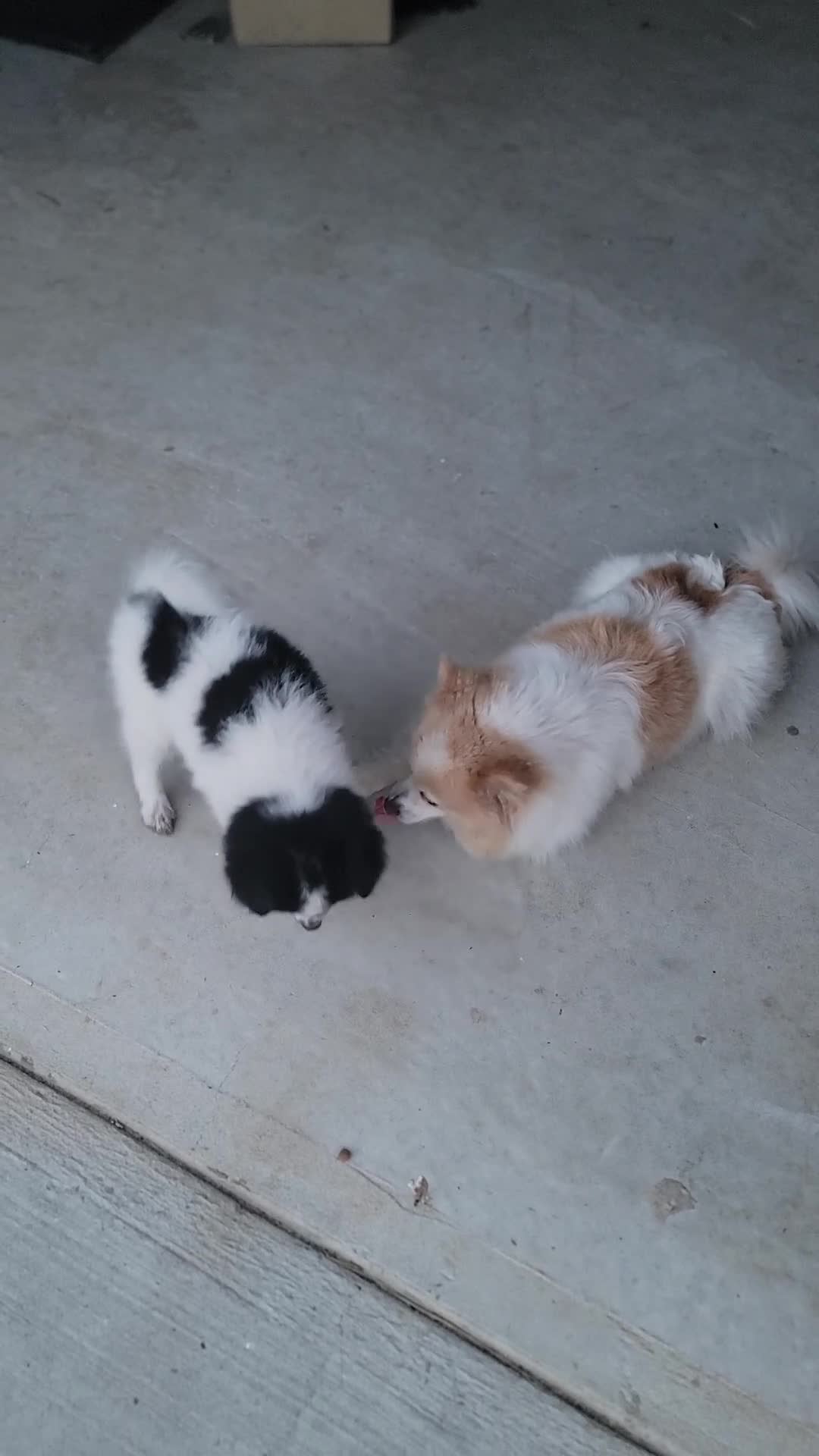 Pomeranian dogs for sale: Oreo - Video 4