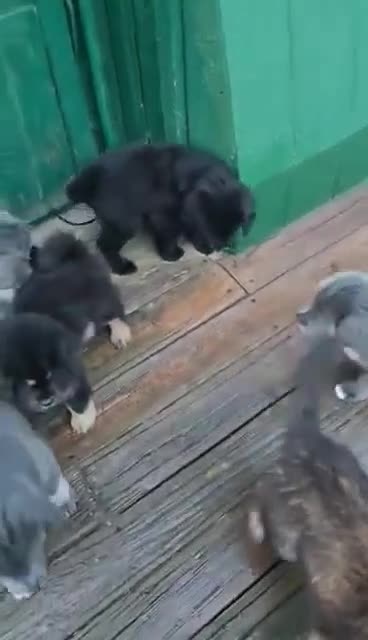 Tibetan Mastiff dogs for sale: Tibetan Mastiff 4 - Video 3