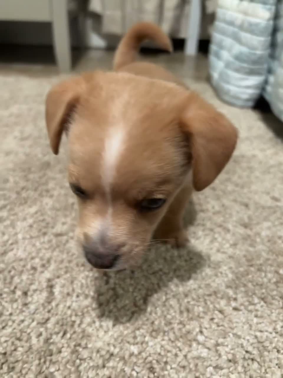 Mixed Breed dogs for sale: Terry - Video 1