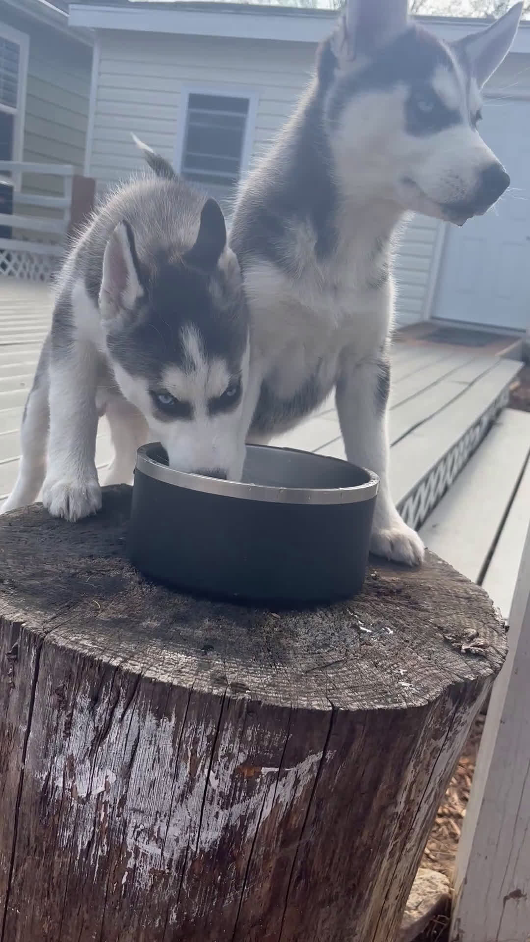 Siberian Husky dogs for sale: Oreo - Video 3