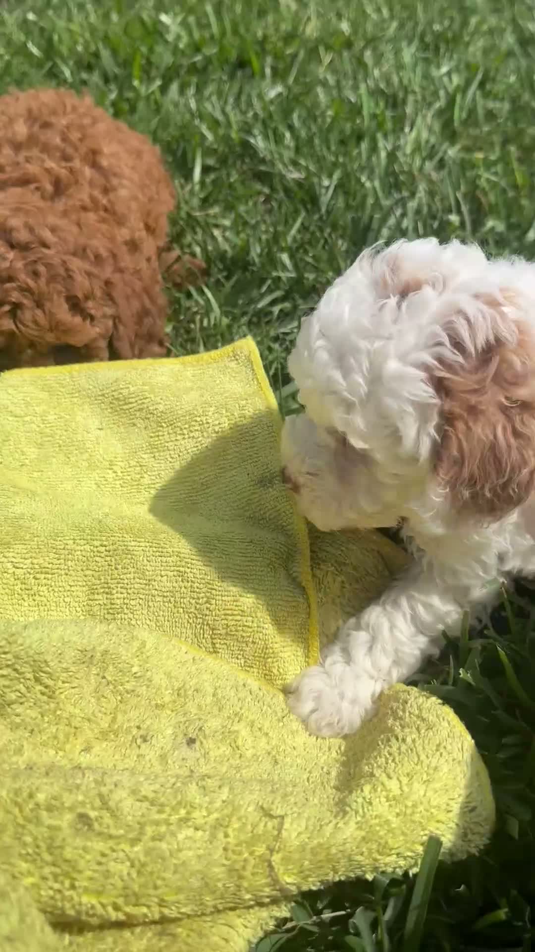 Miniature Poodle dogs for sale: Rockwell - Video 1