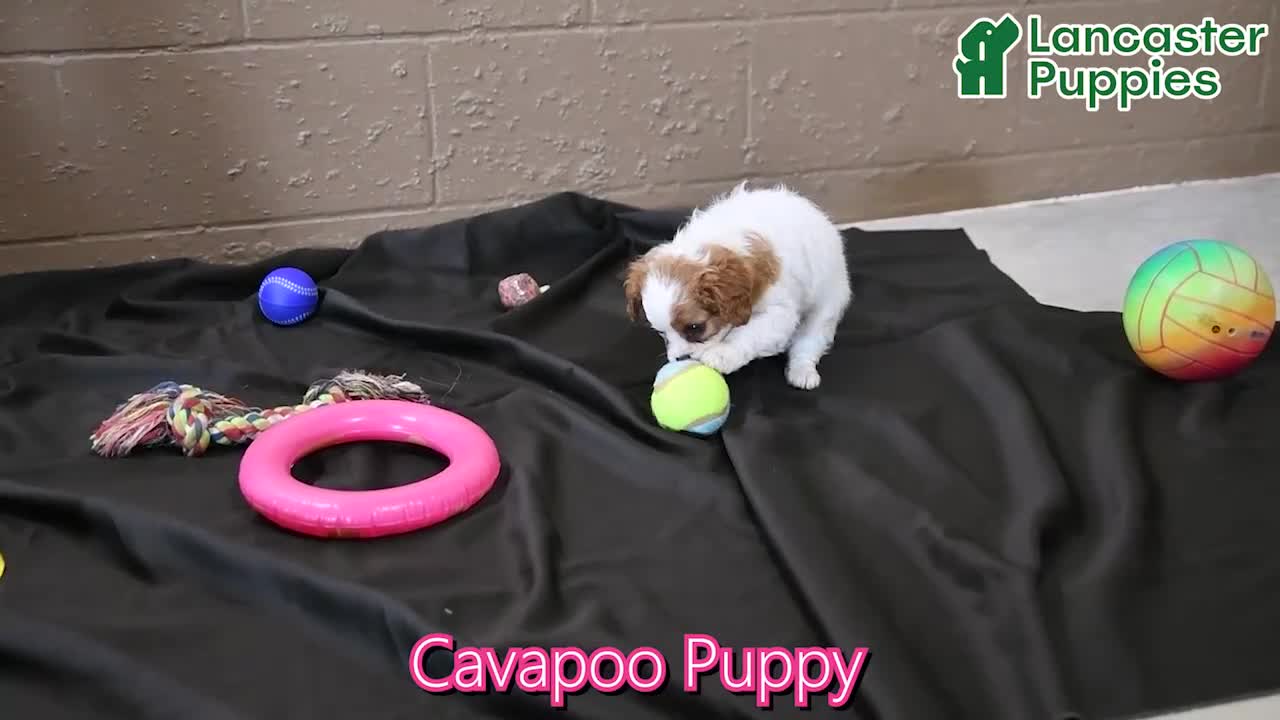 Cavapoo dogs for sale: Malia - Video 1