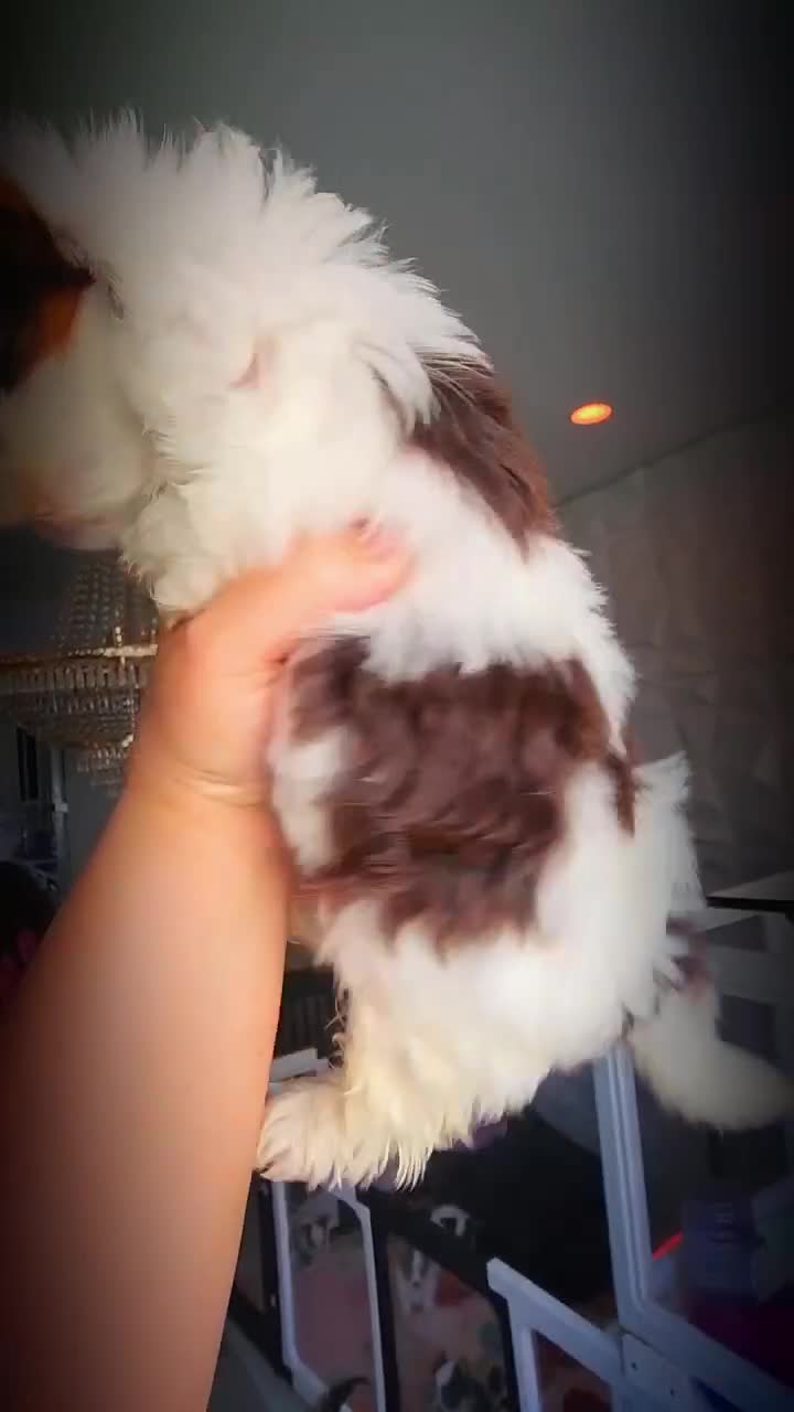 Biewer Terrier dogs for sale: Biewer Terrier 5 - Video 1