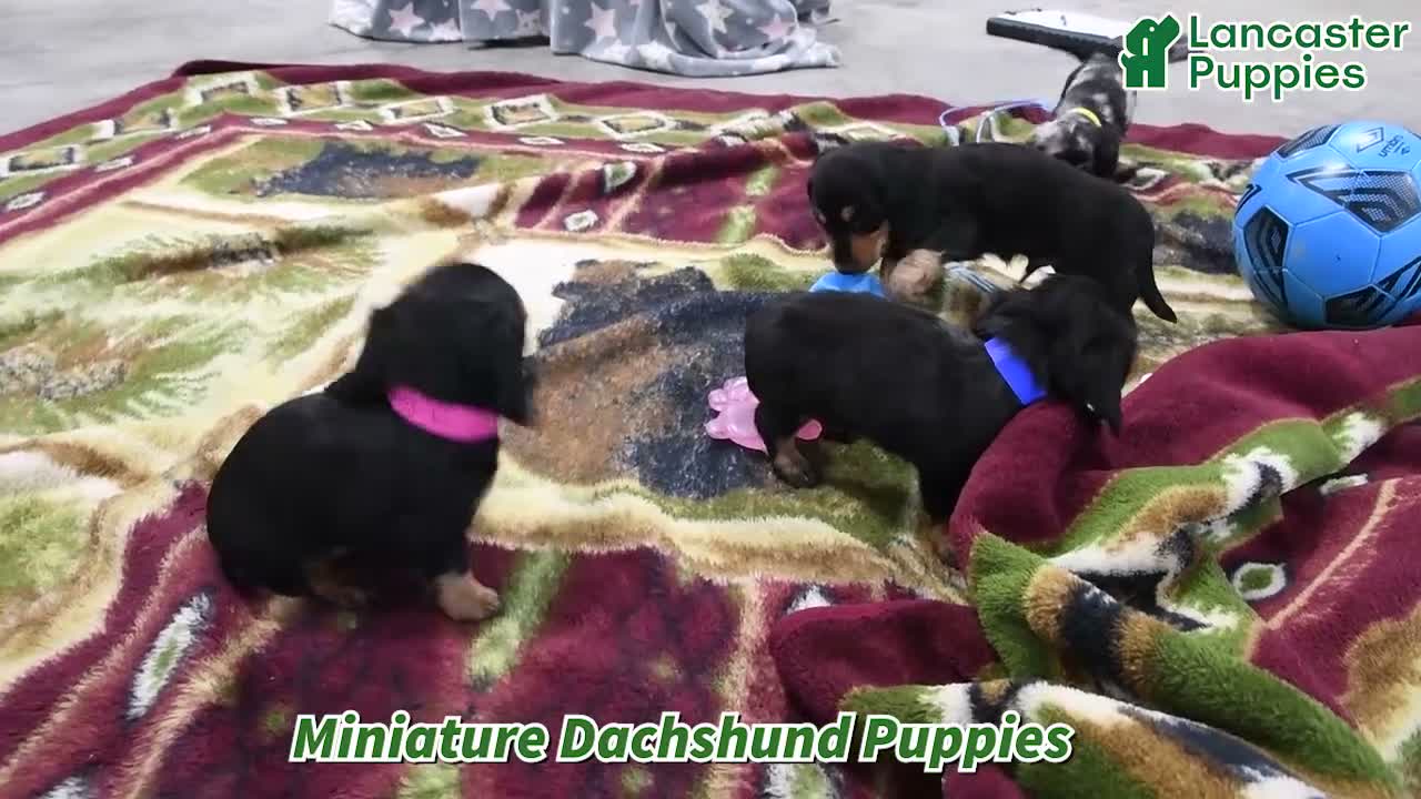Miniature Dachshund dogs for sale: Stardust   - Video 1