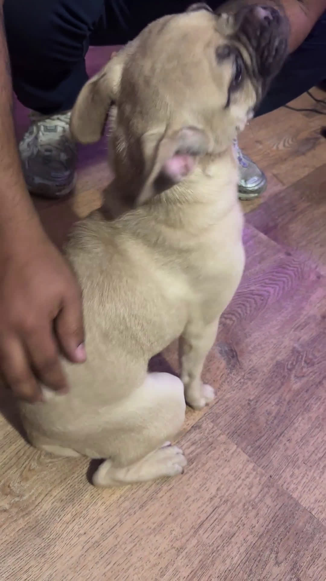 Frug dogs for sale: Frug Puppy 1 - Video 1