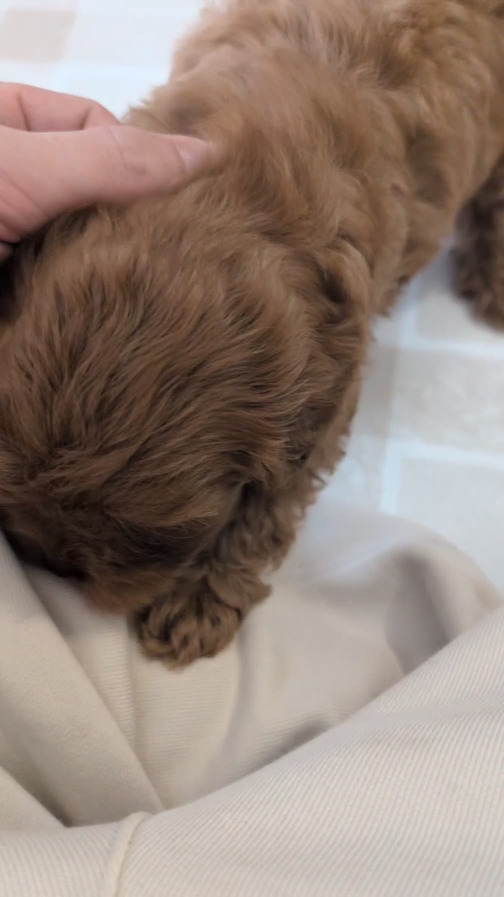 Cavapoo dogs for sale: Tyson - Video 1
