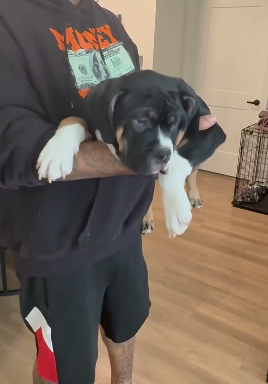 American Bully dogs for sale: Tuxedo  - Video 1