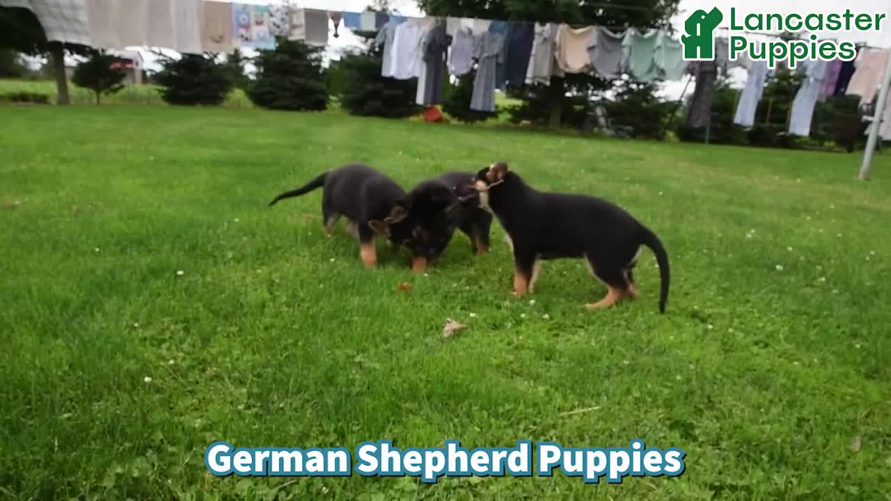 German Shepherd dogs for sale: Majesty - Video 1
