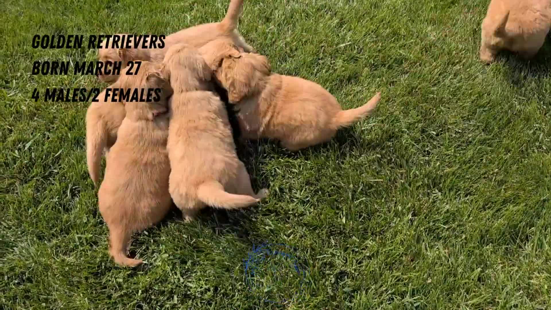 Golden Retriever dogs for sale: Tyson - Video 2