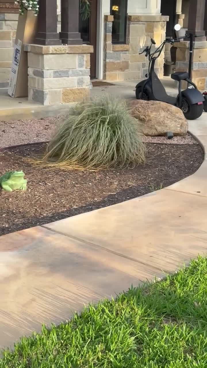 Bernedoodle dogs for sale: Annie  - Video 1