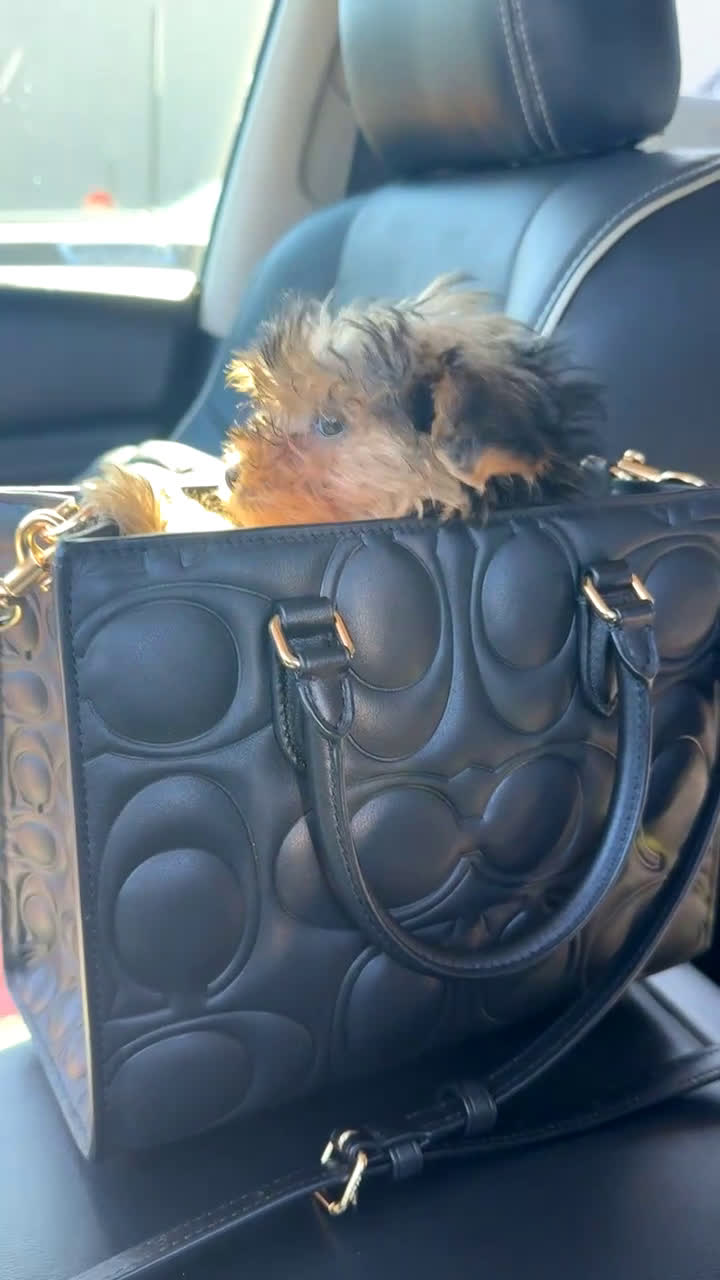 Yorkshire Terrier dogs for sale: Sapphire  - Video 3