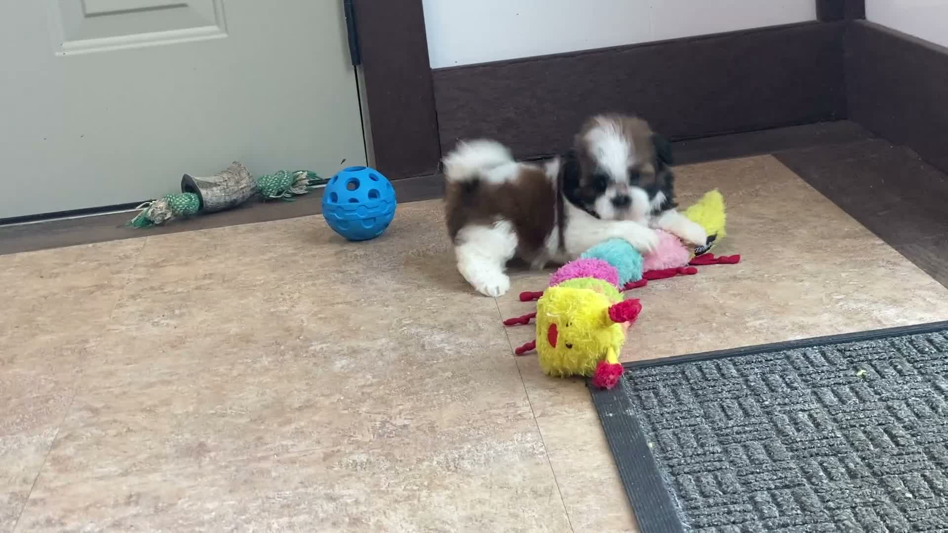 Shih Tzu dogs for sale: Lena - Video 1