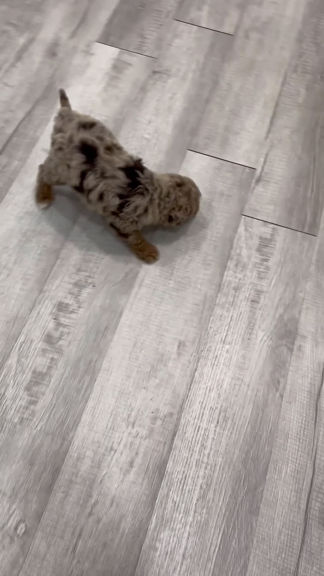 Mini Goldendoodle dogs for sale: Lavender - Video 1