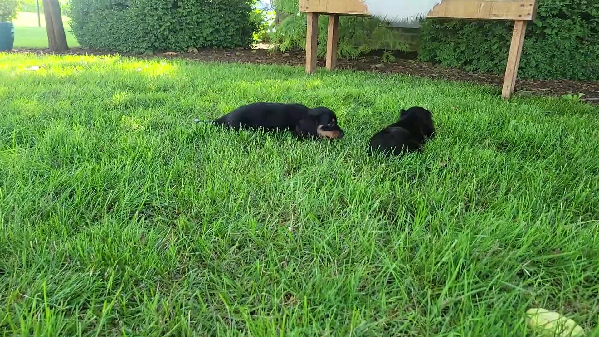 Miniature Dachshund dogs for sale: Vander - Video 4