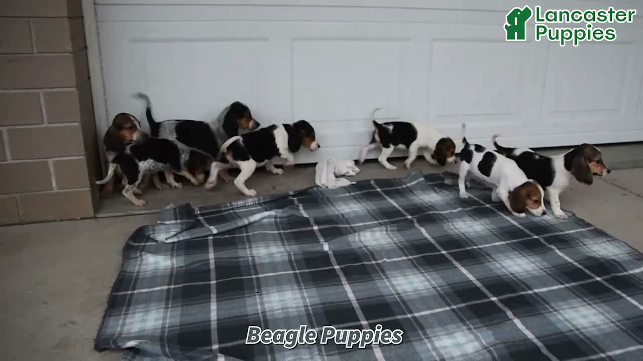 Beagle dogs for sale: Parker - Video 1
