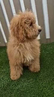 Miniature Poodle dogs for sale: Gus Miniature Poodle  - Video 1