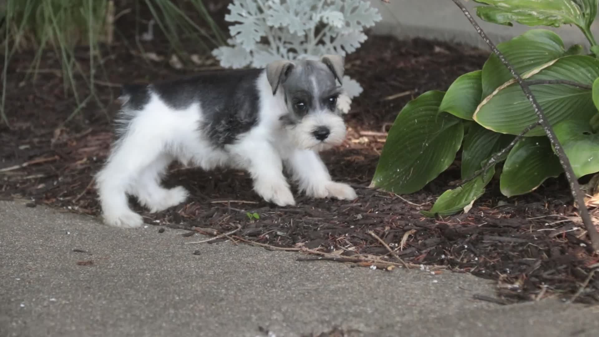 Miniature Schnauzer dogs for sale: Quinn Miniature Schnauzer  - Video 1