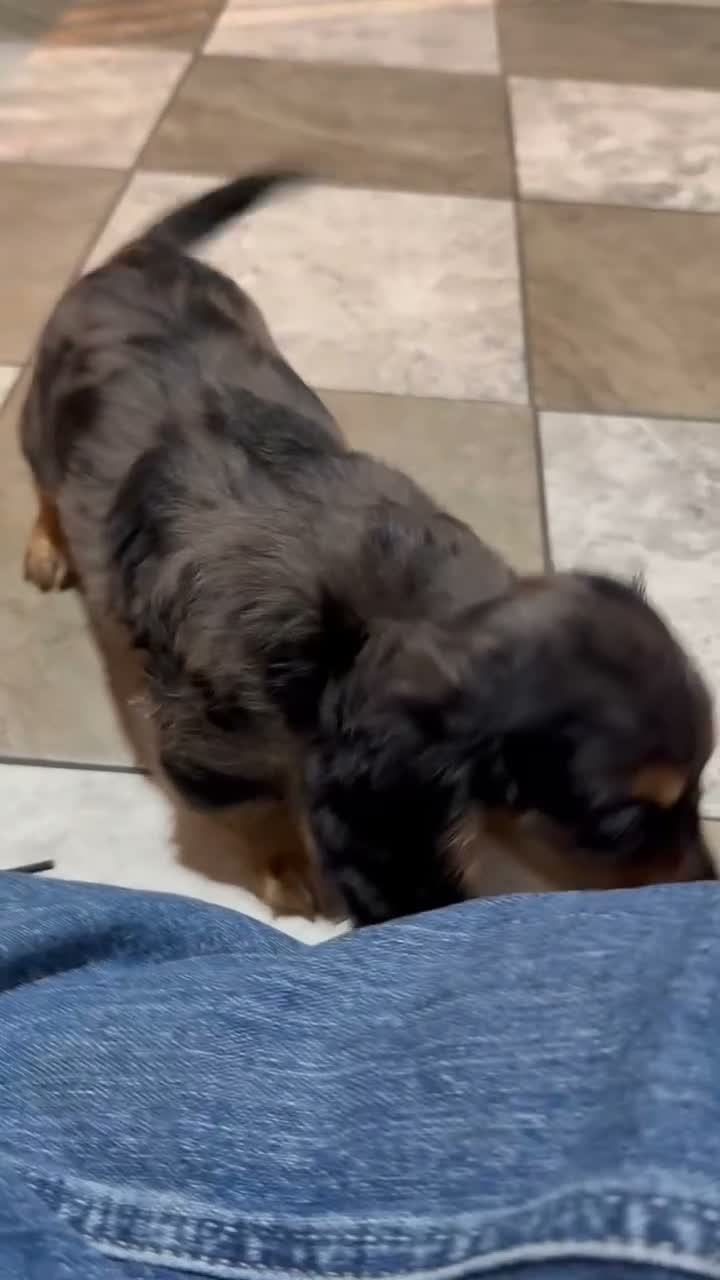 Miniature Dachshund dogs for sale: Caleb - Video 1