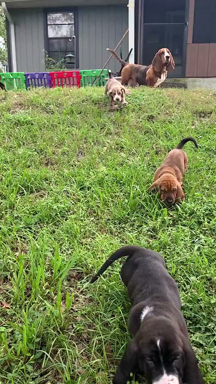 Basset Hound dogs for sale: 🩷 READY NOW pink collar  - Video 1