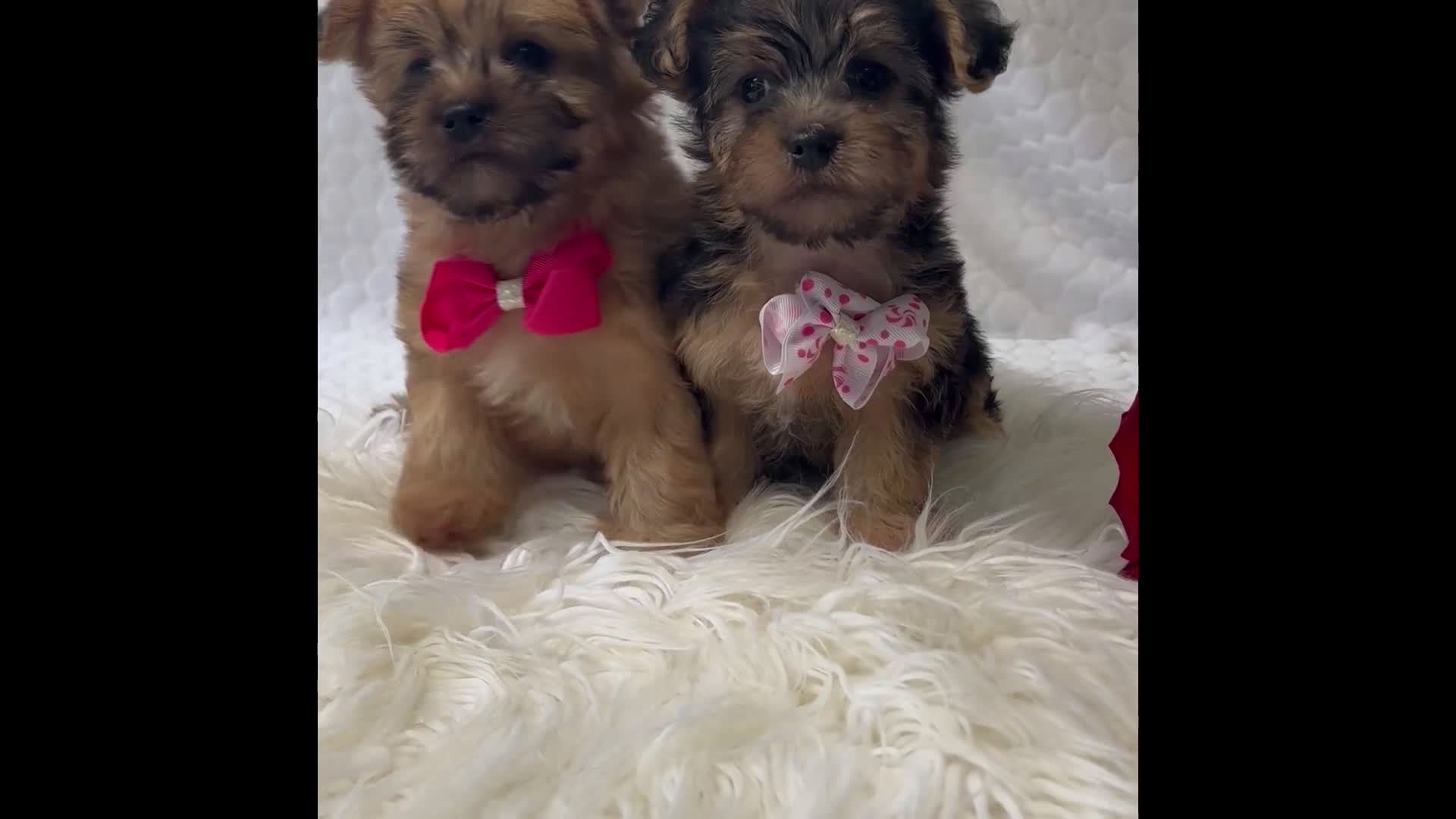 Morkie dogs for sale: Alexis - Video 1