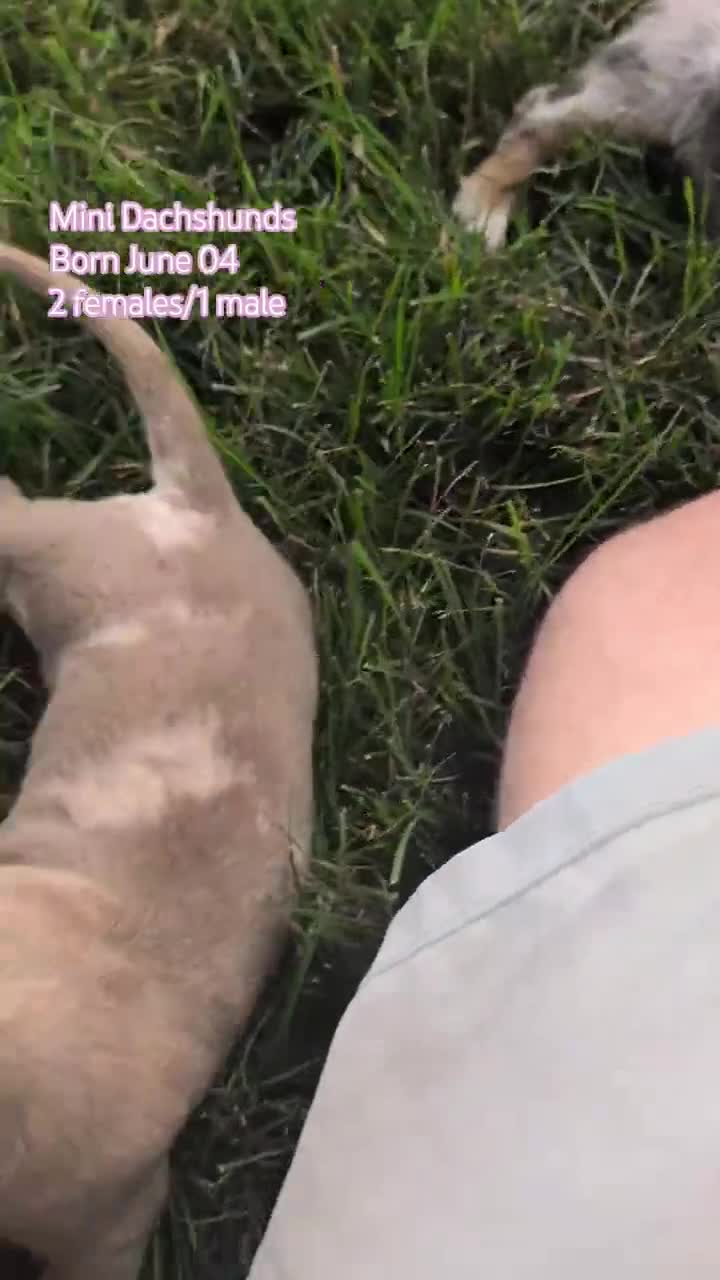 Miniature Dachshund dogs for sale: Kya - Video 2
