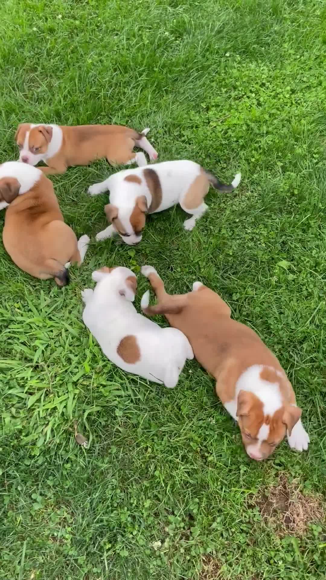 American Bulldog dogs for sale: Blue eyed Biscuit  - Video 1