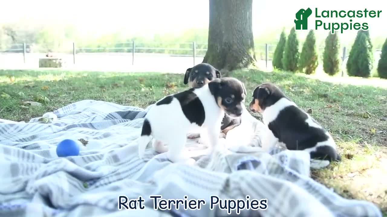 Rat Terrier dogs for sale: Rubble - Video 1