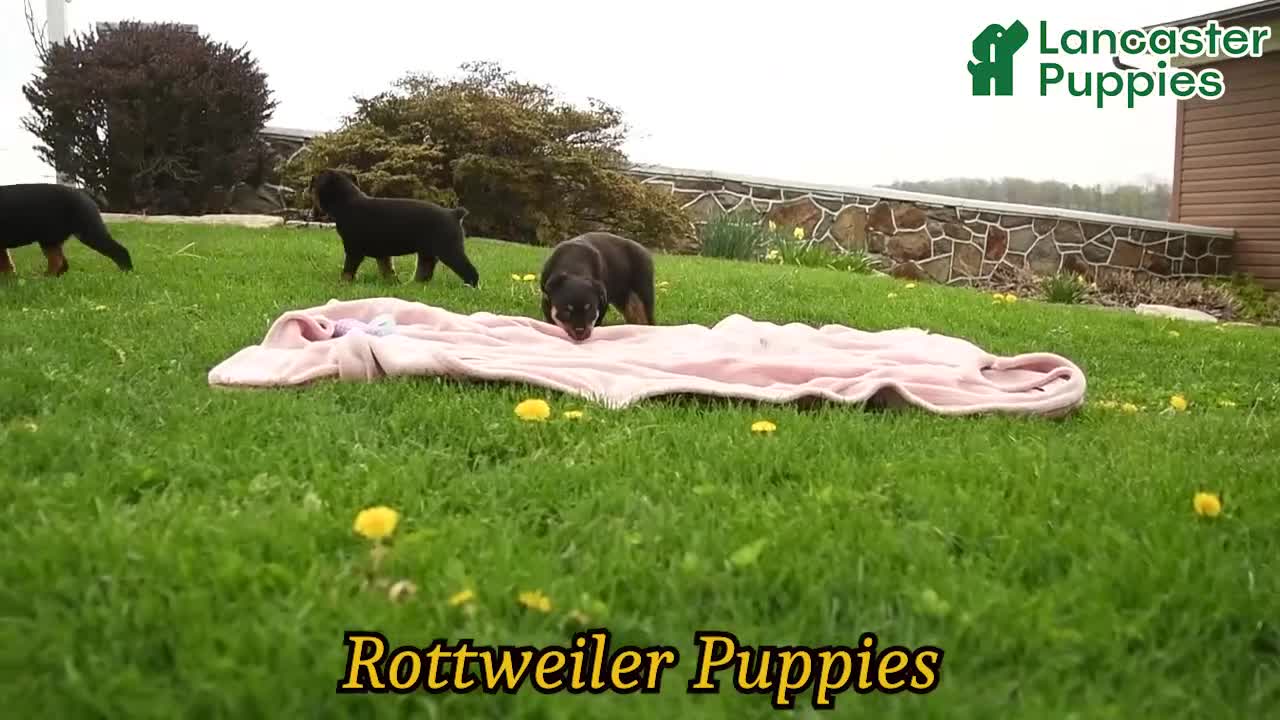 Rottweiler dogs for sale: Napoleon - Video 1