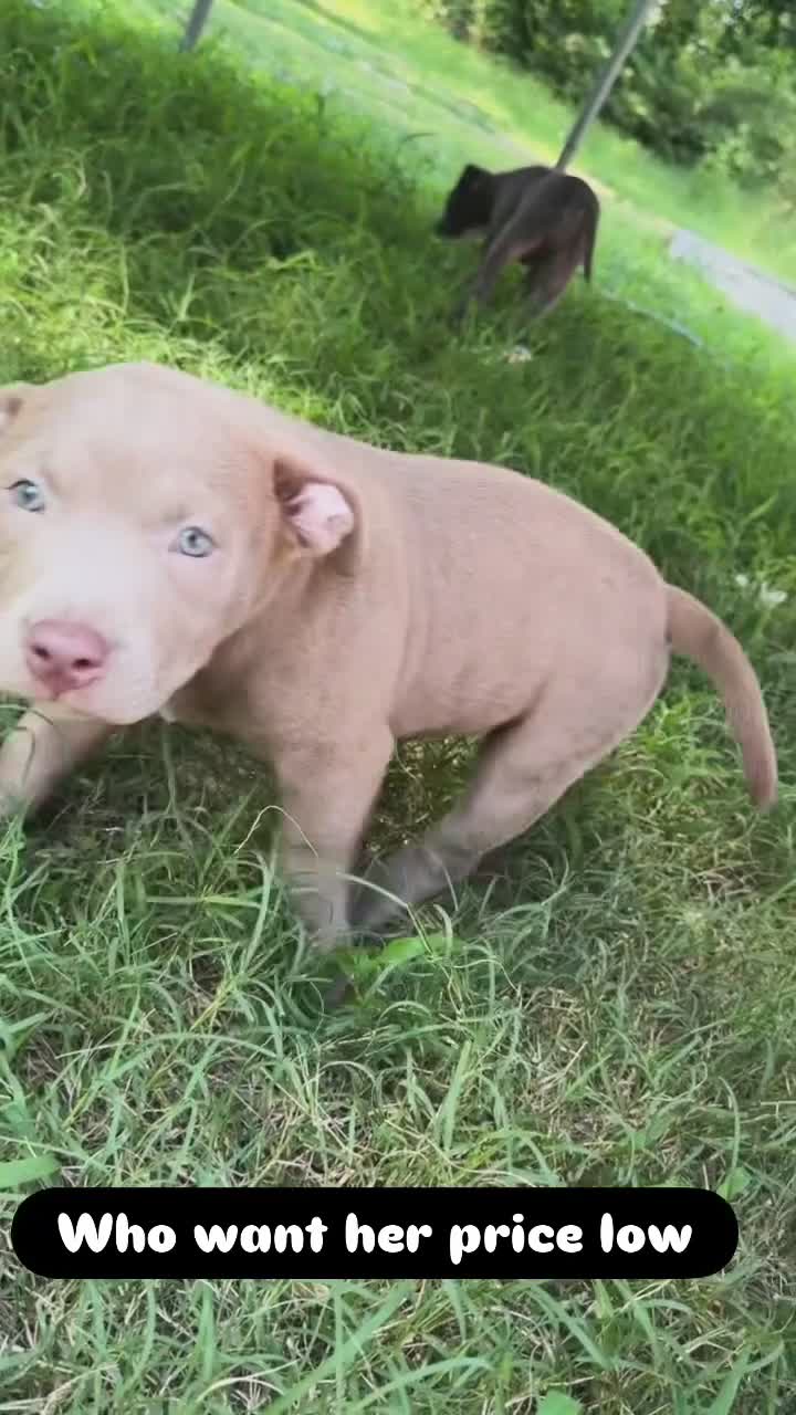 Mixed Breed dogs for sale: Mixed Breed 3 - Video 2