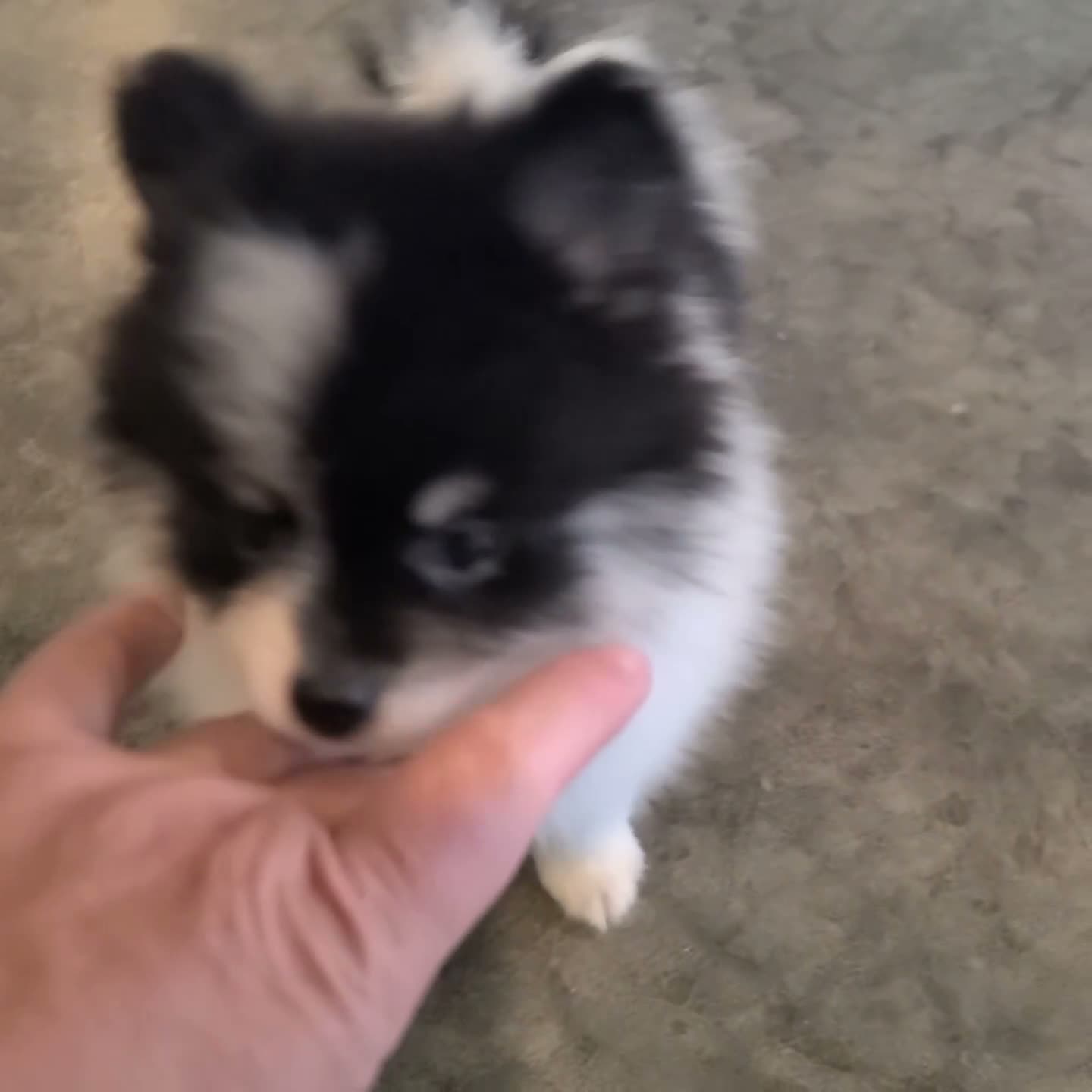 Pomeranian dogs for sale: Tinker - Video 1