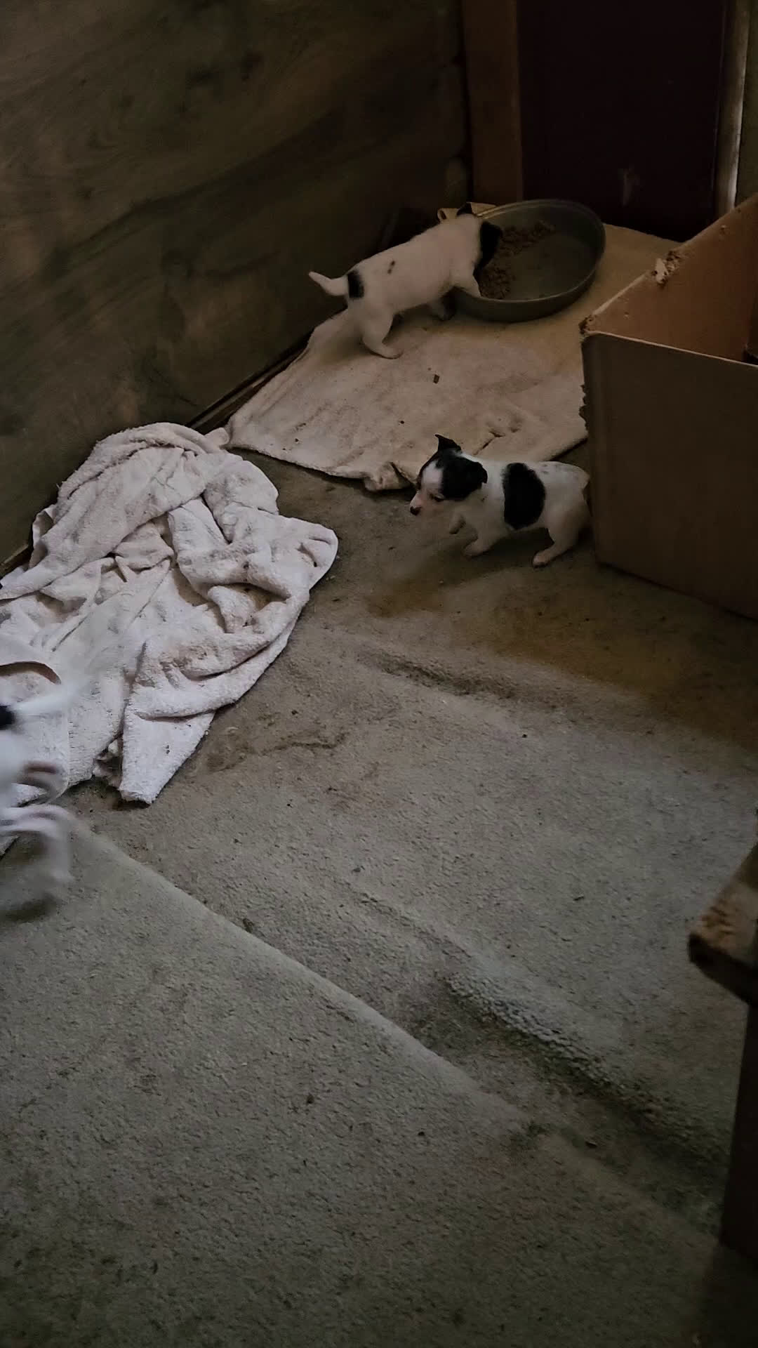 Chihuahua dogs for sale: Freddie (Small) - Video 1