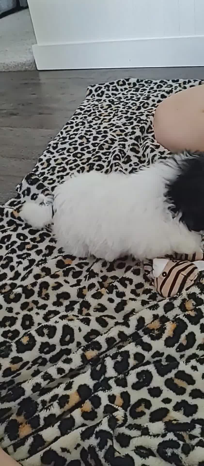 Maltipoo dogs for sale: Tiny - Video 1