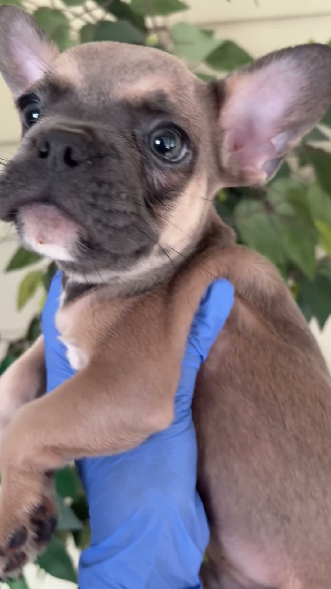 French Bulldog dogs for sale: French Bulldog 4 - Video 2