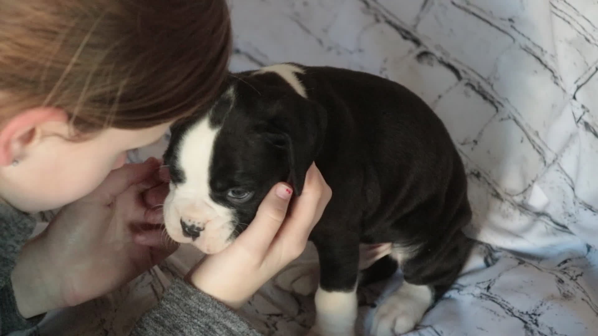 Boxer dogs for sale: Jasper - Video 1