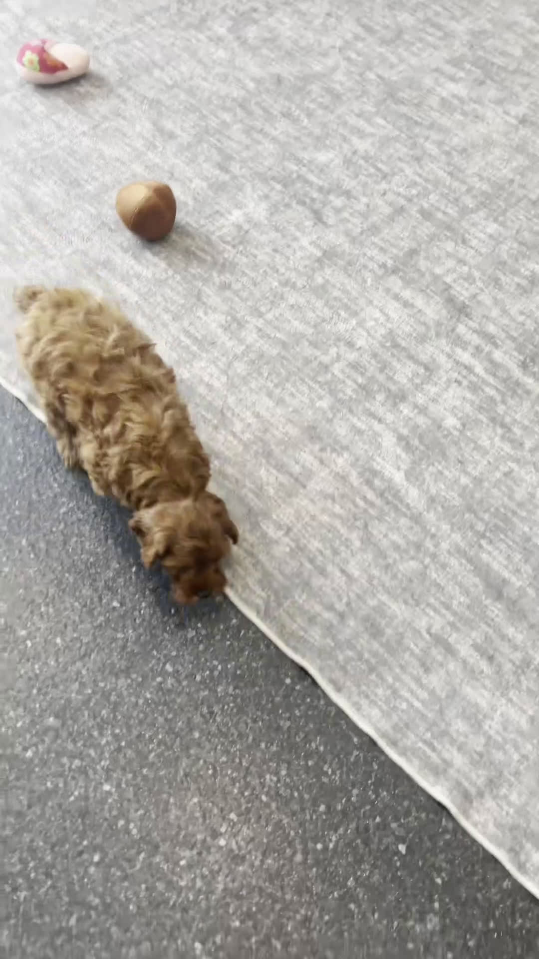 Cavapoo dogs for sale: Lavender Adorable F1B Champion Line Cavapoo - Video 1