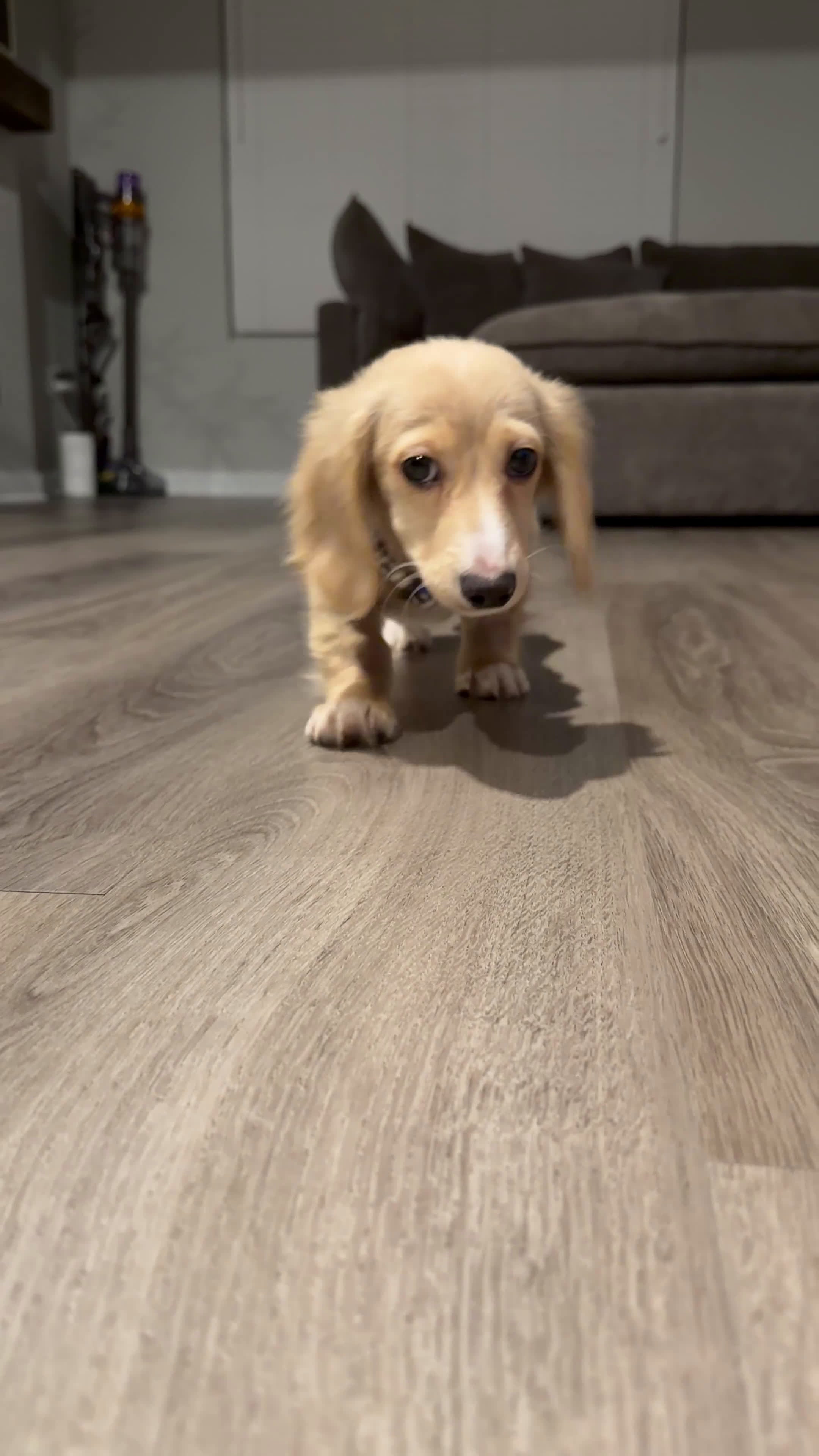 Miniature Dachshund dogs for sale: Miniature Dachshund Puppy 1 - Video 1