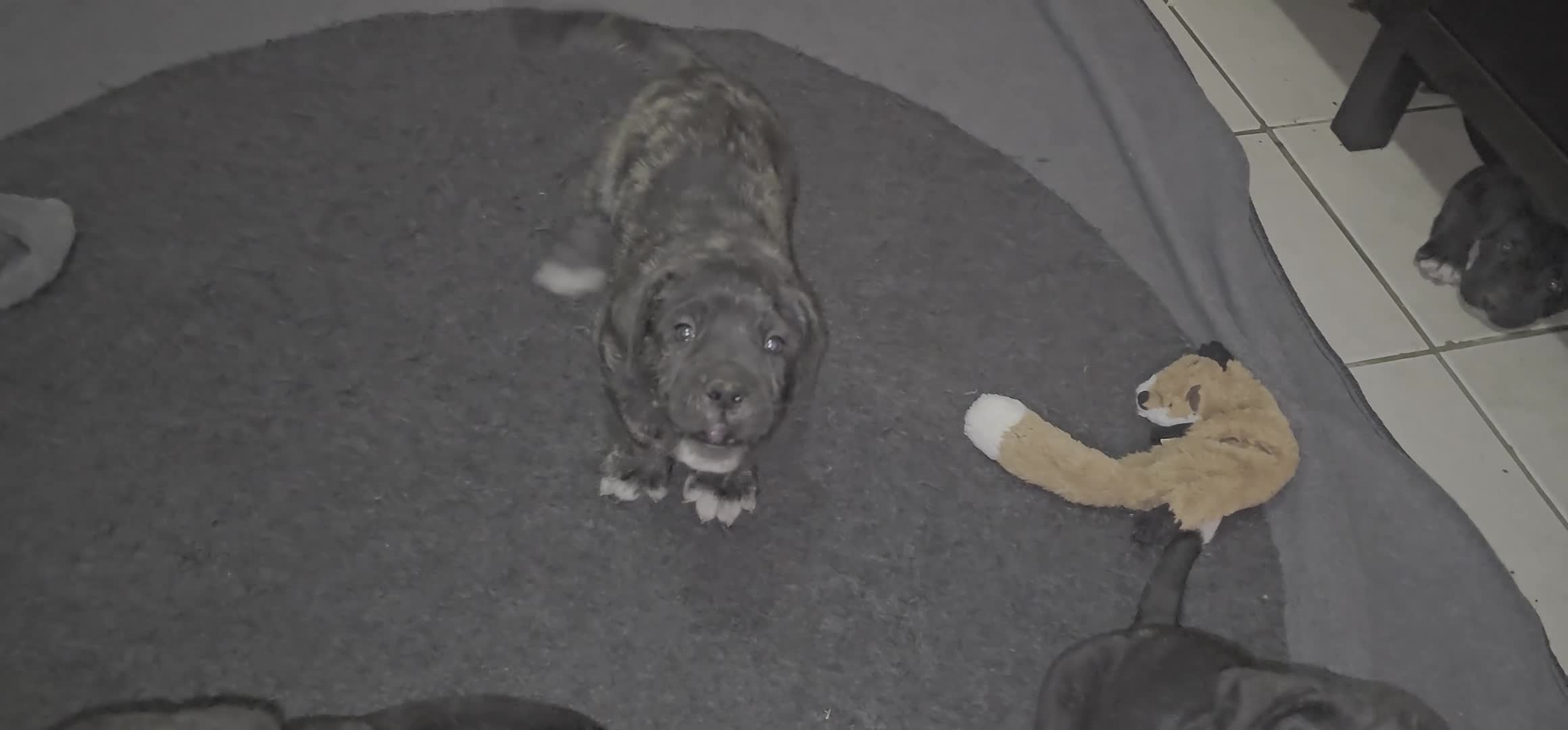 Presa Canario dogs for sale: Mr Neon  - Video 9