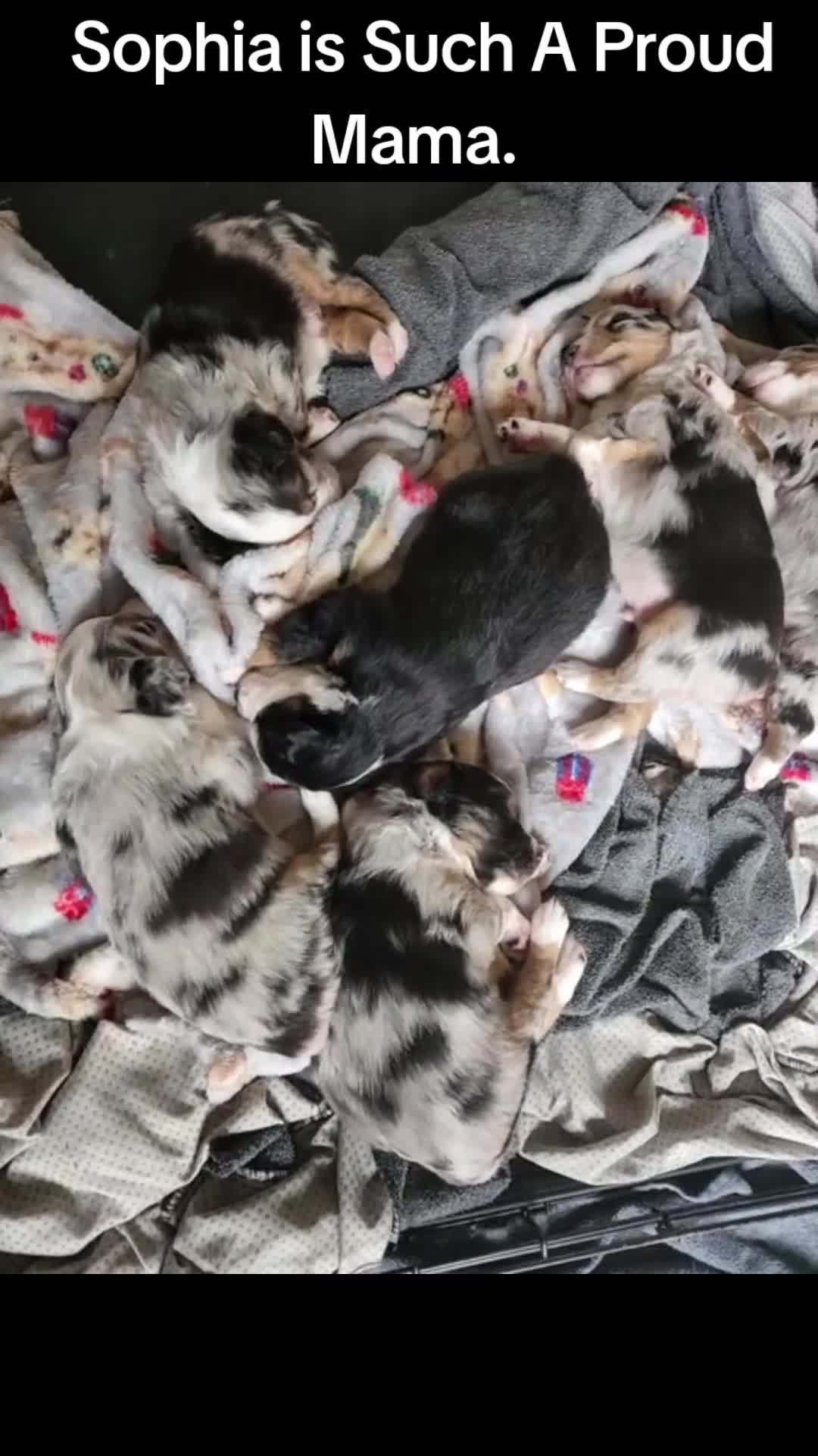 Miniature Australian Shepherd dogs for sale: Miniature Australian Shepherd Puppy 1 - Video 1