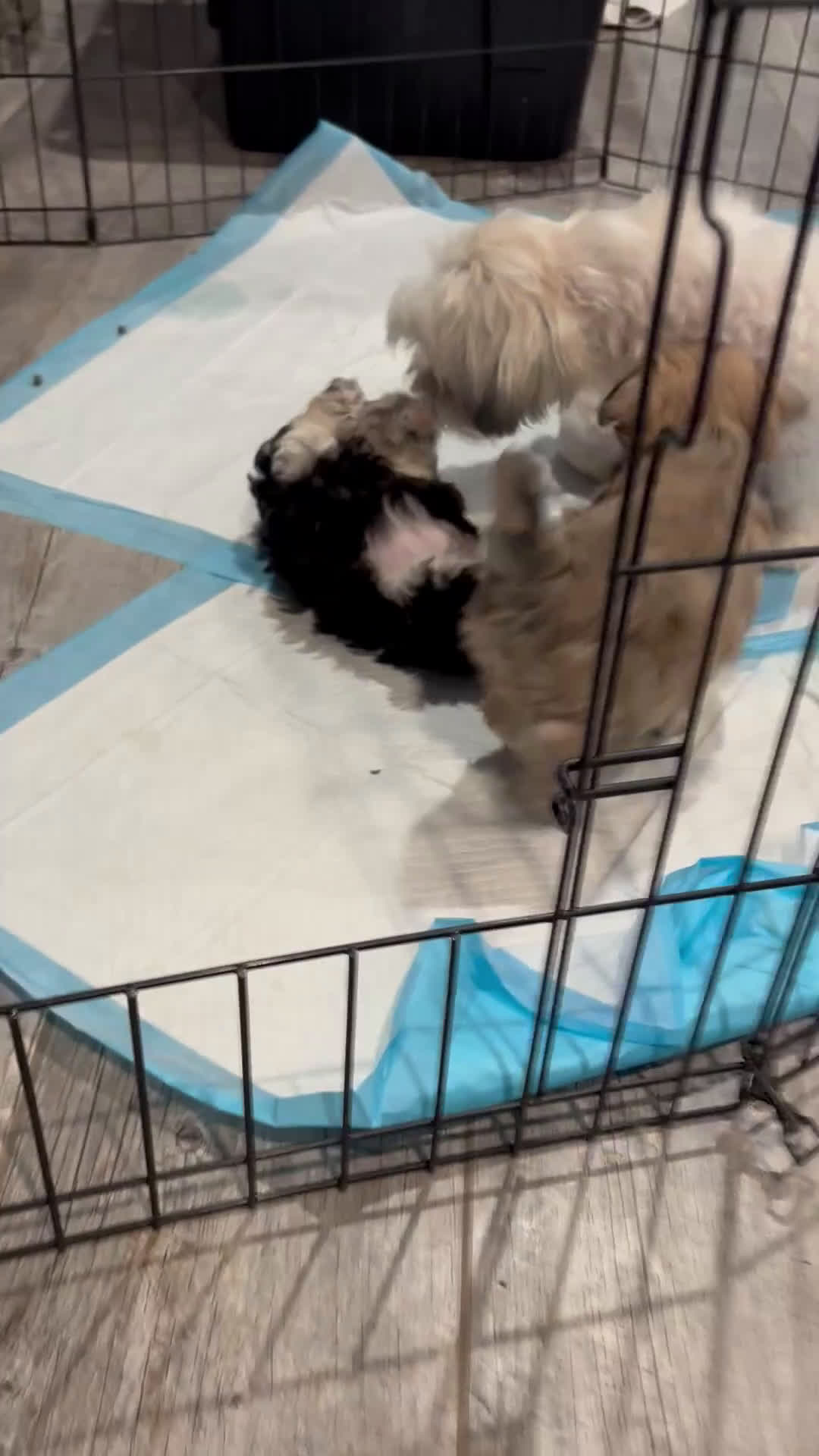 Maltipoo dogs for sale: Maltipoo Puppy 2 - Video 1