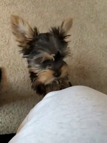 Yorkshire Terrier dogs for sale: Yorkshire Terrier Puppy 1 - Video 4