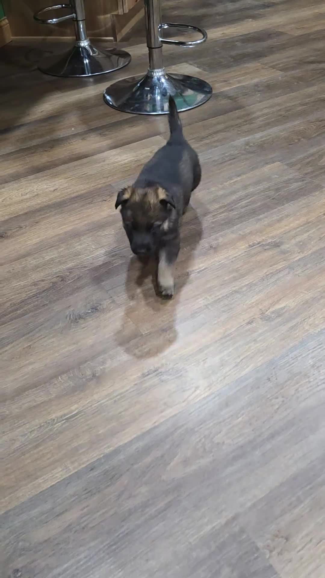 German Shepherd dogs for sale: SAKI - Video 1