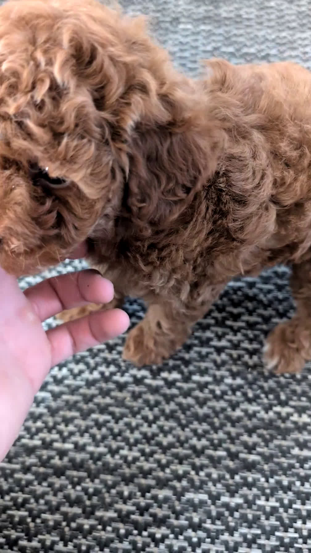 Toy Poodle dogs for sale: Chloe - Video 1