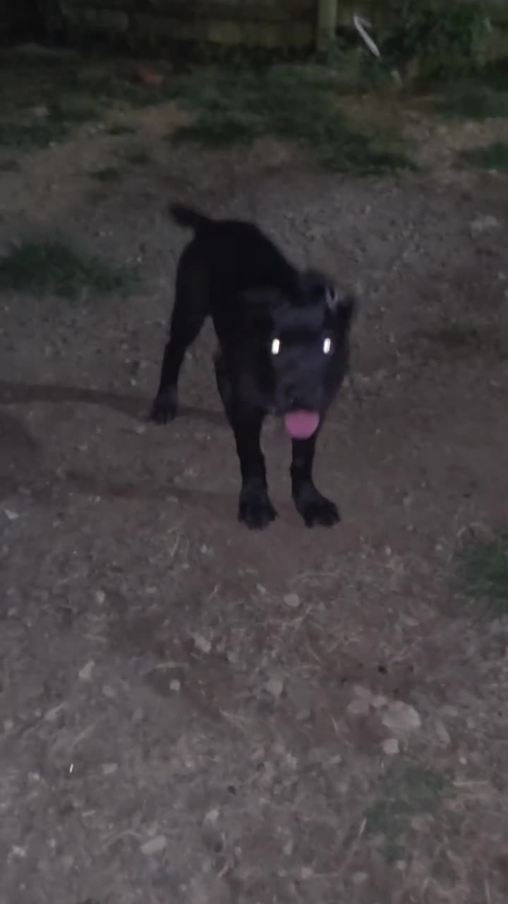 Cane Corso dogs for sale: Shelby  - Video 4