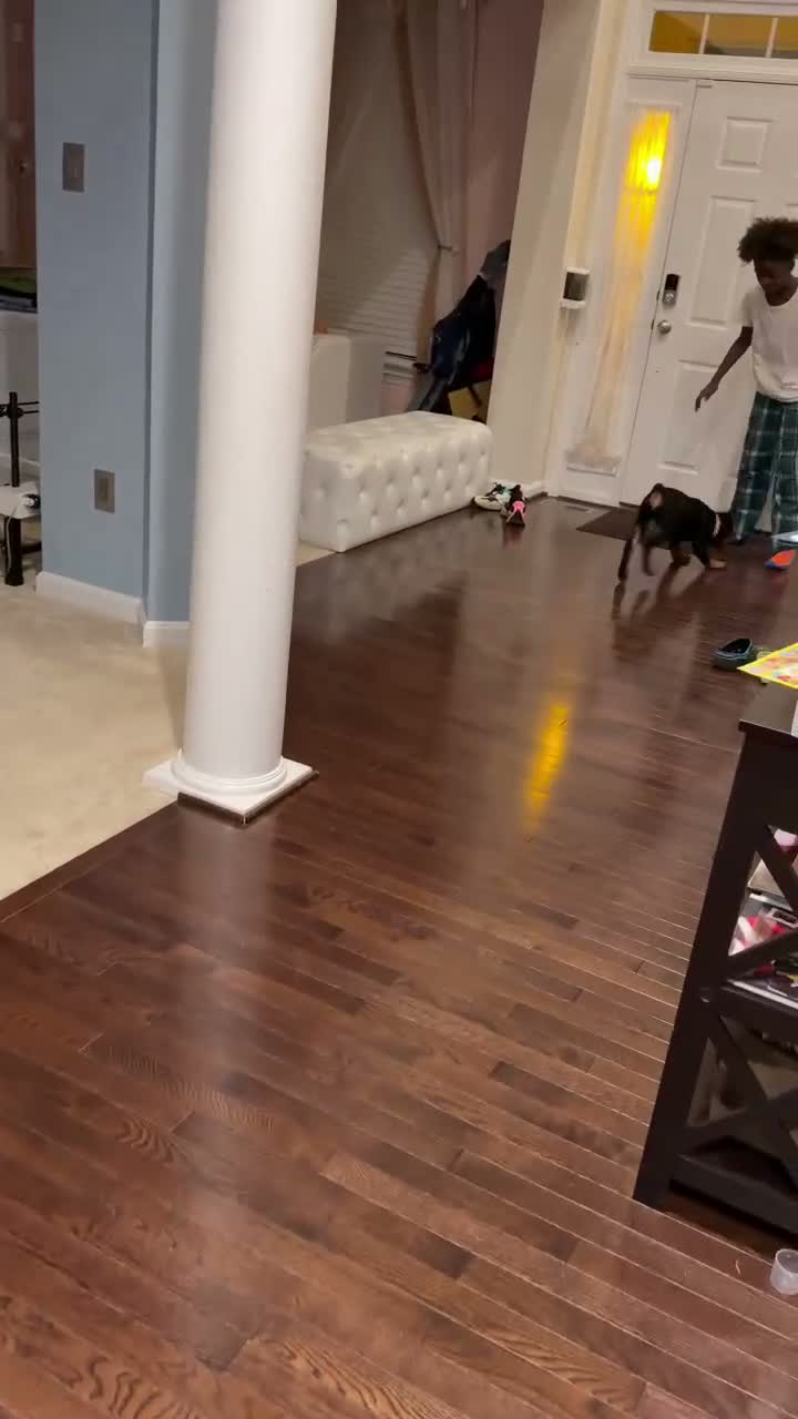 Rottweiler dogs for sale: Rottweiler - Kenzie - Video 2