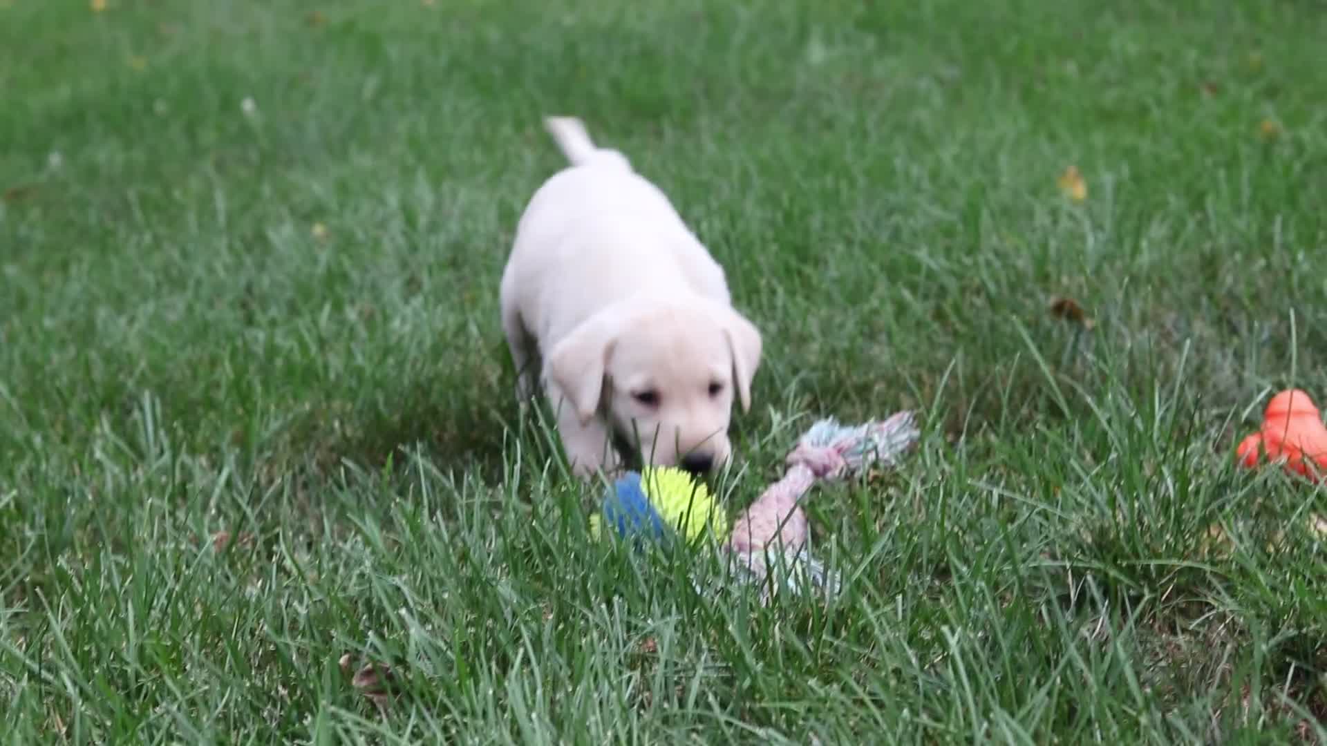 Labrador Retriever dogs for sale: Hunter - Video 1