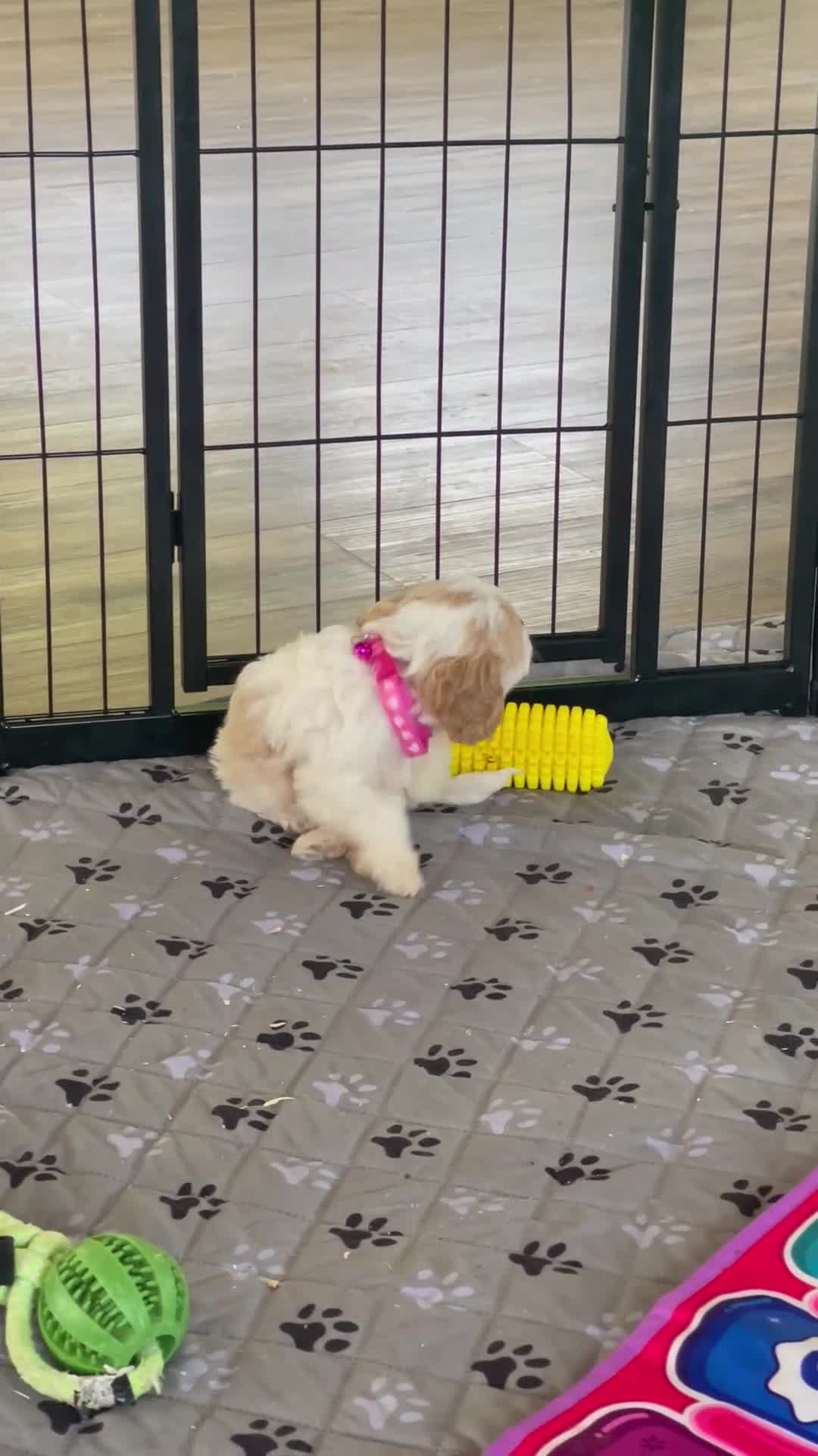 Cavapoo dogs for sale: Ms. Darla - Video 1